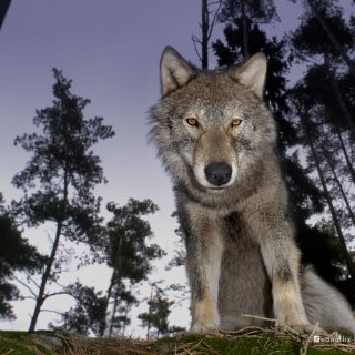 Young wolf portrait