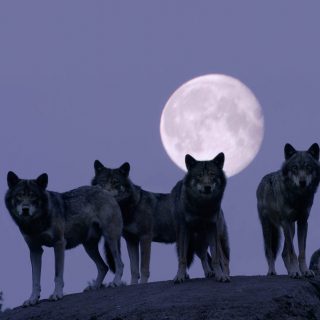 A wolfpack at full moon