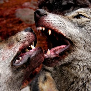 Young wolves brawling over food