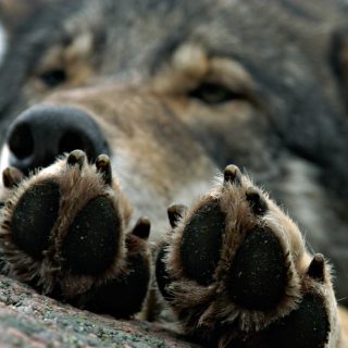Wolf resting