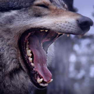 Wolf yawning