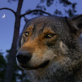 Zeke the alpha male portrait