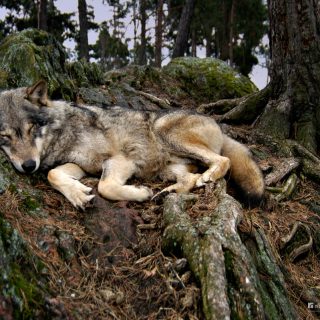 Young wolf taking a nap