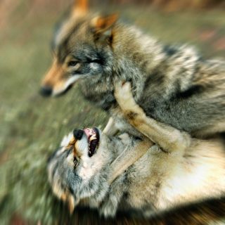 Wolf fight