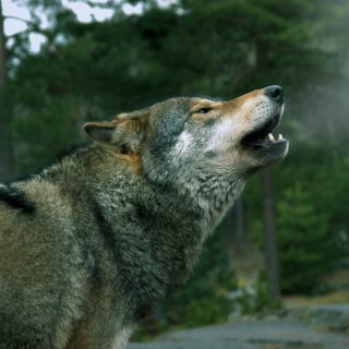 Wolf howling