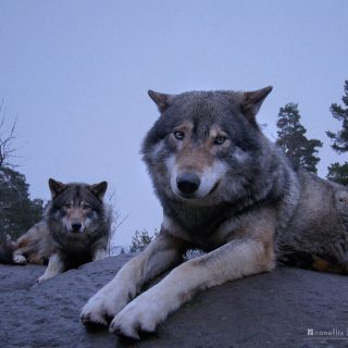Young wolves resting