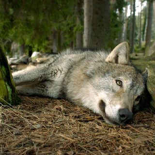 Young wolf resting